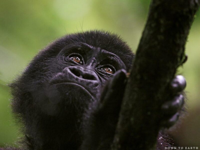 uganda gorilla safaris