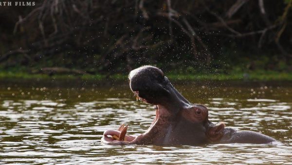 Lake Manyara National Park