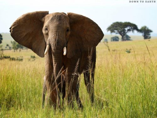 2 Days Queen Elizabeth Uganda Wildlife Safari