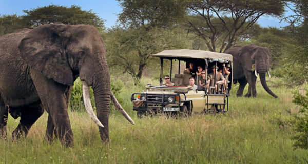 Safari Tours to Tarangire National Park