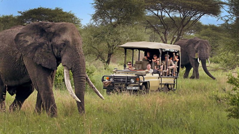 Safari Tours to Tarangire National Park