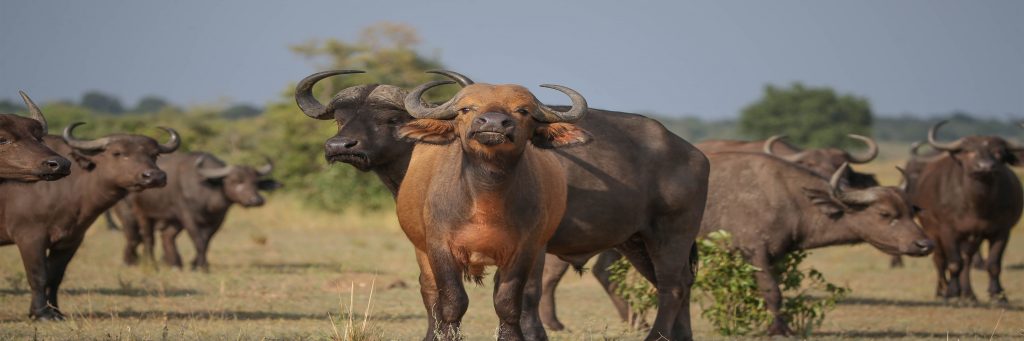 uganda wildlife safari