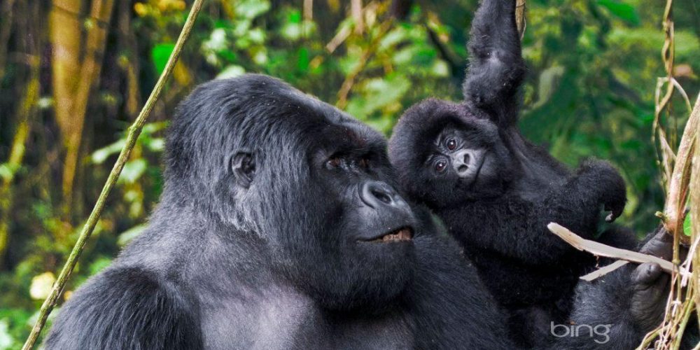Things to Consider Before Booking a Gorilla Safari to Uganda in 2024