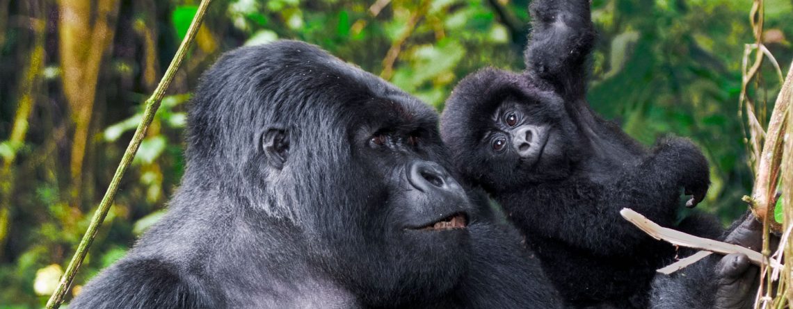 Things to Consider Before Booking a Gorilla Safari to Uganda in 2024