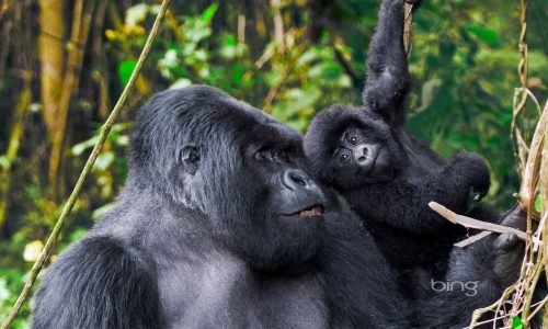 Things to Consider Before Booking a Gorilla Safari to Uganda in 2024