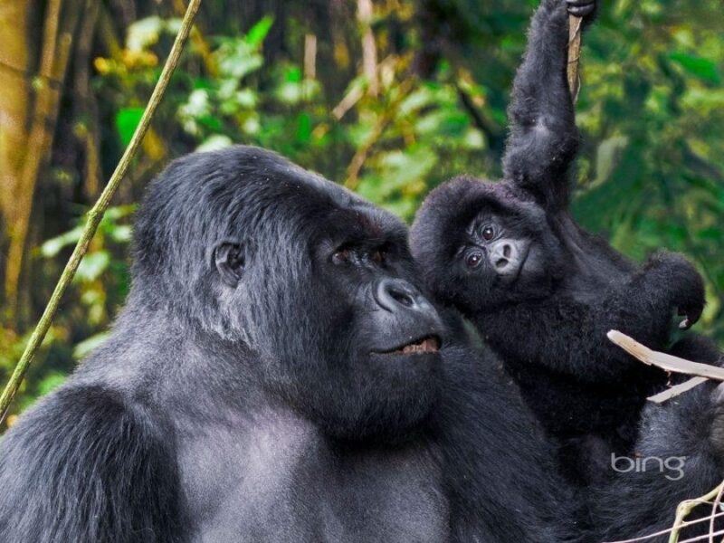 Things to Consider Before Booking a Gorilla Safari to Uganda in 2024
