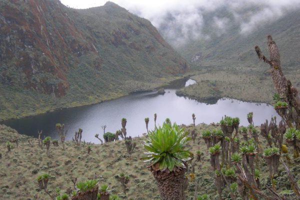 Rwenzori Mountains Hiking Safari