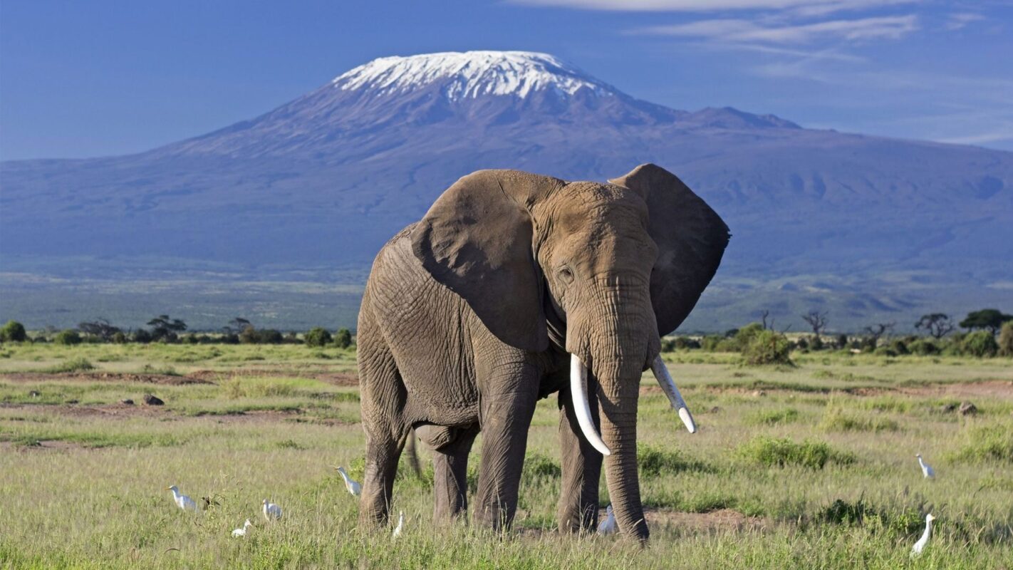 The Big 5 animals in Kenya