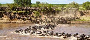 The Great Tanzania-Kenya Wildebeest Migration