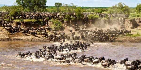 The Great Tanzania-Kenya Wildebeest Migration