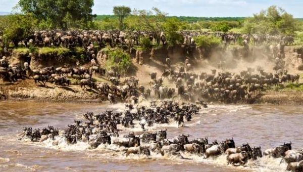 The Great Tanzania-Kenya Wildebeest Migration