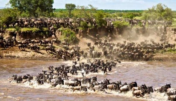 The Great Tanzania-Kenya Wildebeest Migration