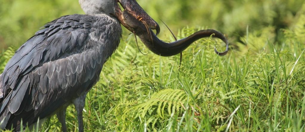 Birding in Uganda