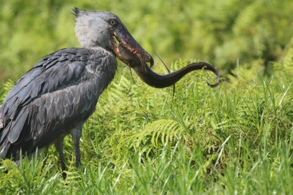 Birding in Uganda