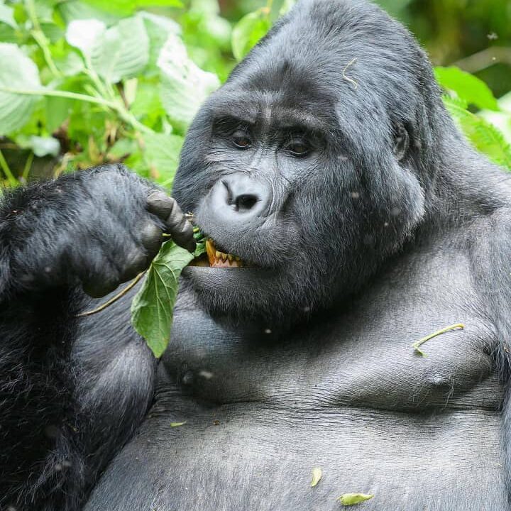 14 Days Best Gorilla Safaris Rwanda