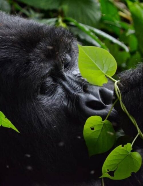 7 Days Best Primate Safaris in Uganda