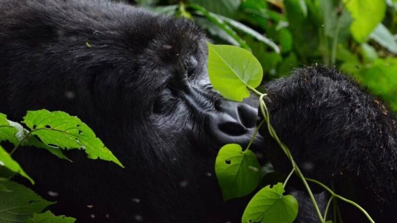 7 Days Kenya & Uganda Mountain Gorillas