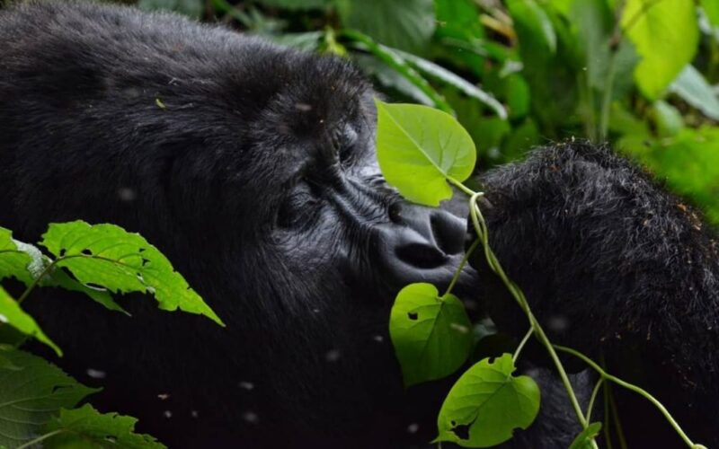 7 Days Best Primate Safaris in Uganda