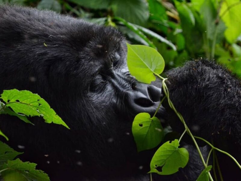 7 Days Kenya & Uganda Mountain Gorillas