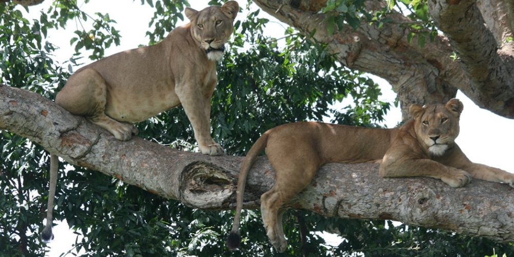5 Days Uganda Wildlife Safaris Tour