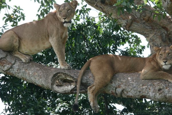 5 Days Uganda Wildlife Safaris Tour