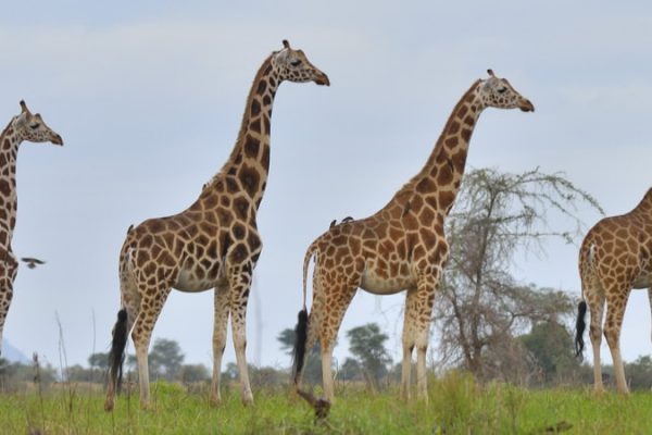 Uganda Safari