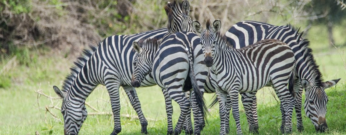 Lake Mburo Day Tours Uganda