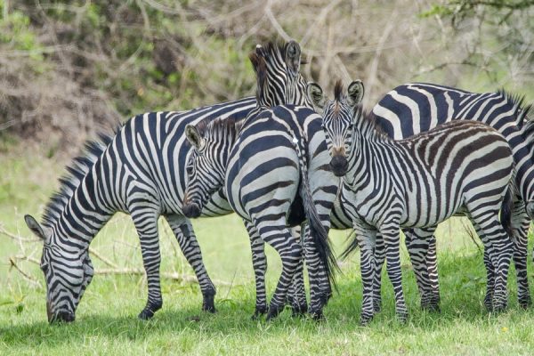 Lake Mburo Day Tours Uganda