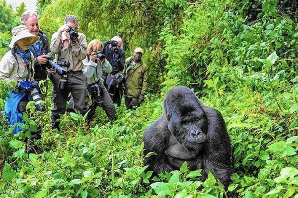 Uganda gorilla trekking best time