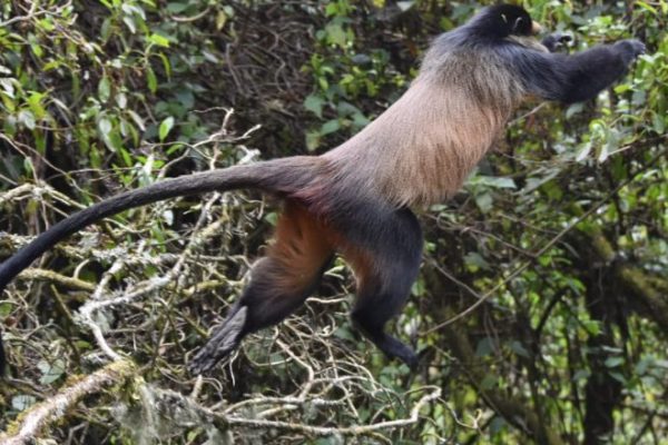 Mgahinga Golden Monkey Trekking Uganda