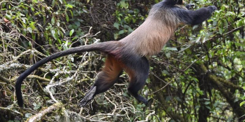 Mgahinga Golden Monkey Trekking Uganda