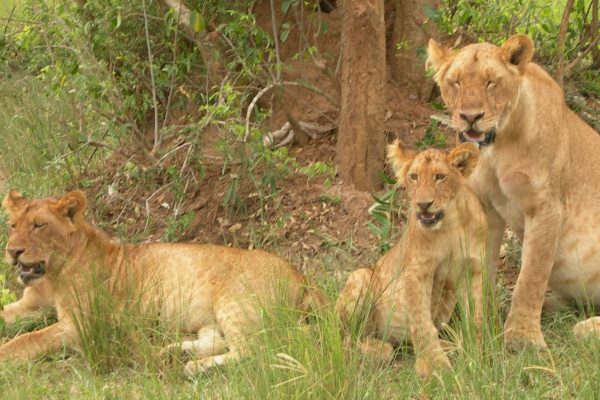 Uganda Wildlife Safari Game Drives