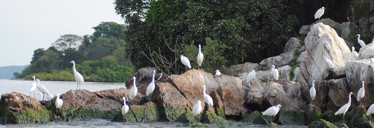 Rubondo Islands Tanzania Tour