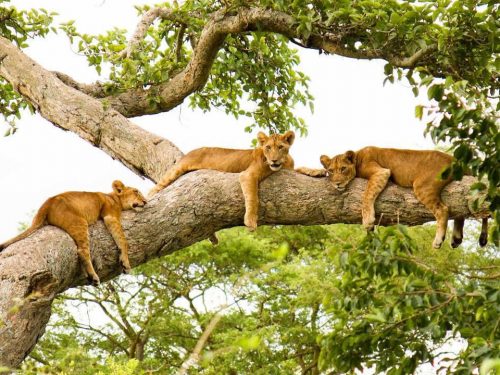5 Days Uganda Wildlife Safaris Tour