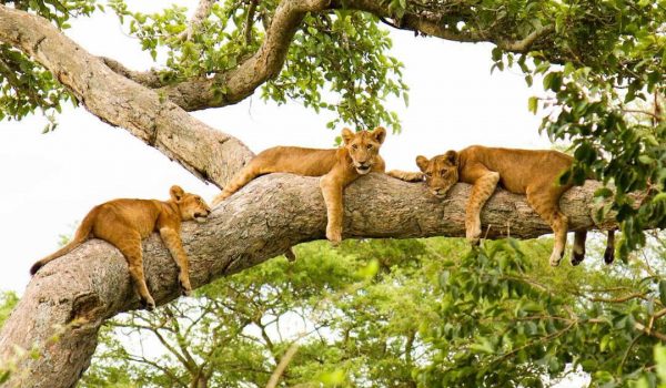 5 Days Uganda Wildlife Safaris Tour