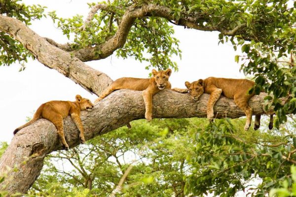 5 Days Uganda Wildlife Safaris Tour