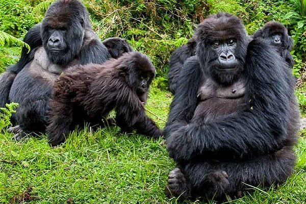 age limit for gorilla trekking in Rwanda