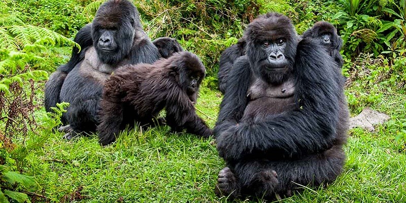 age limit for gorilla trekking in Rwanda
