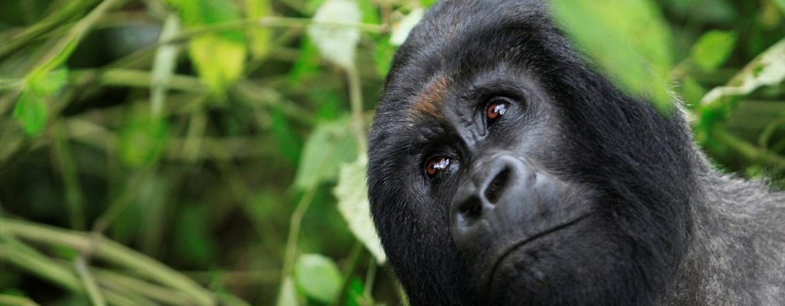 Uganda gorilla safari packages