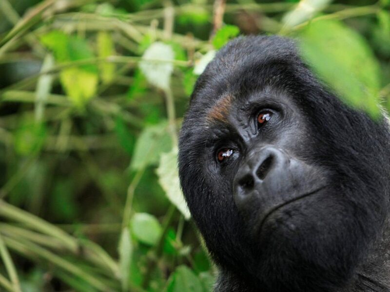 Uganda gorilla safari packages