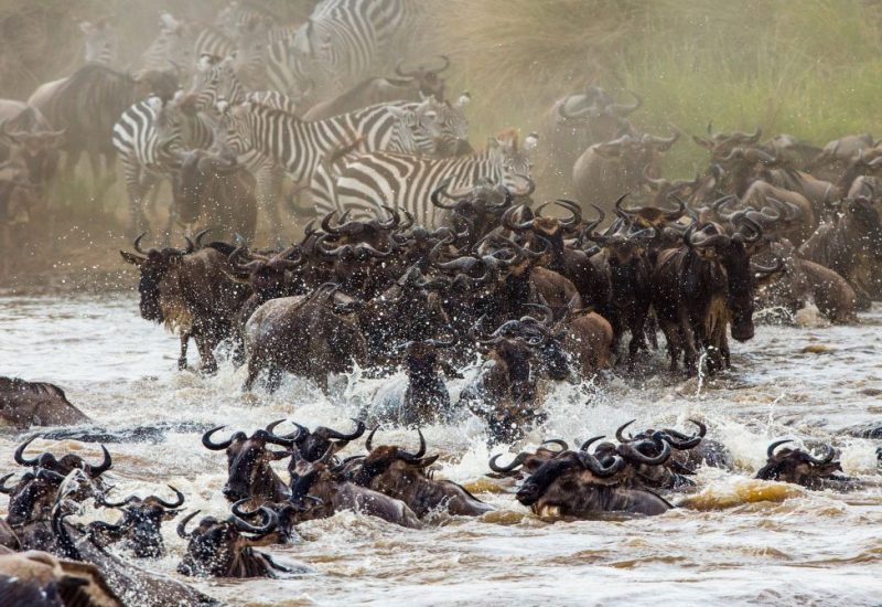 8 days Kenya Wildlife Safaris Tour