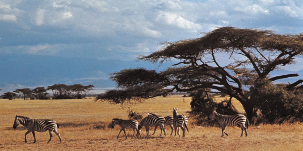 Mount Kenya national park Kenya