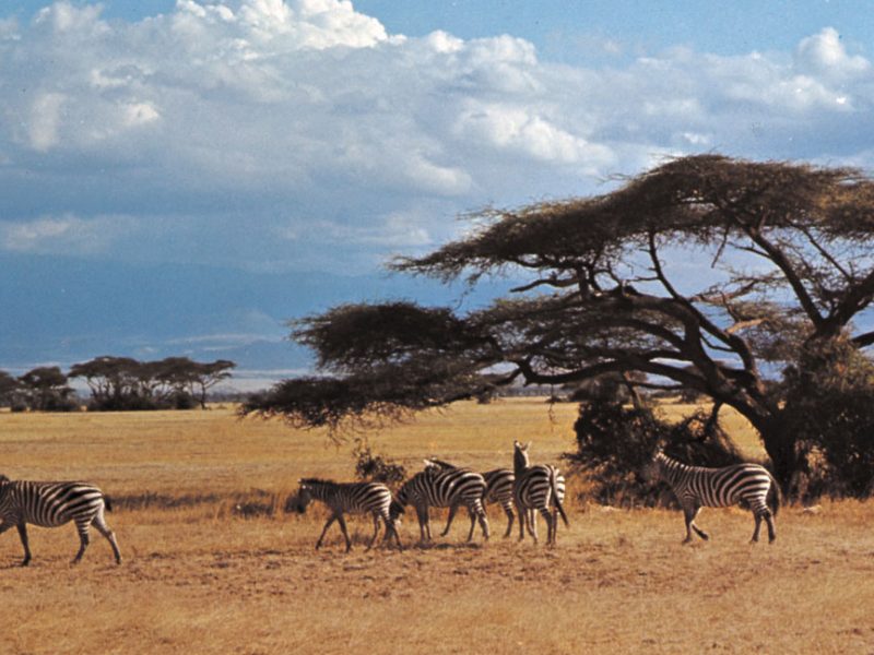 Mount Kenya national park Kenya
