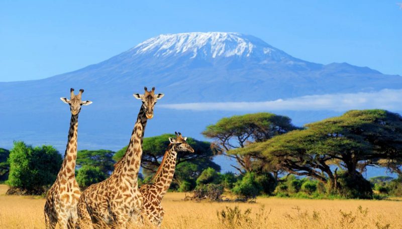 Amboseli national park Kenya