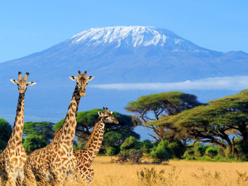 Amboseli national park Kenya