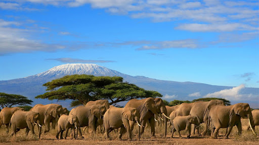 Mountain Kenya National Park Africa