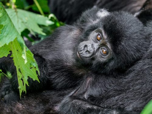 Uganda Gorilla Safaris
