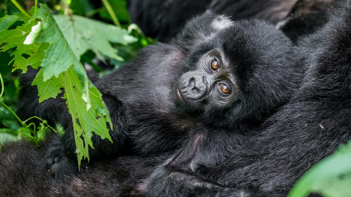 Uganda Gorilla Safaris
