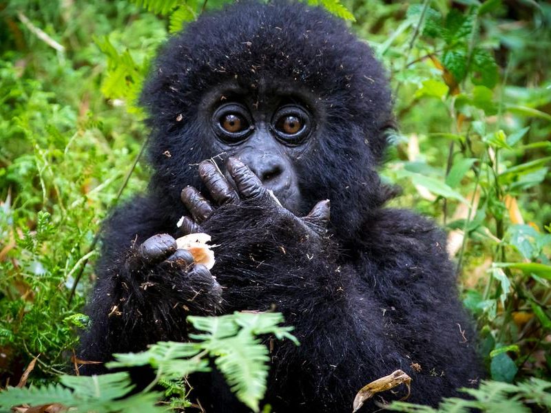 gorilla trekking safari in Uganda