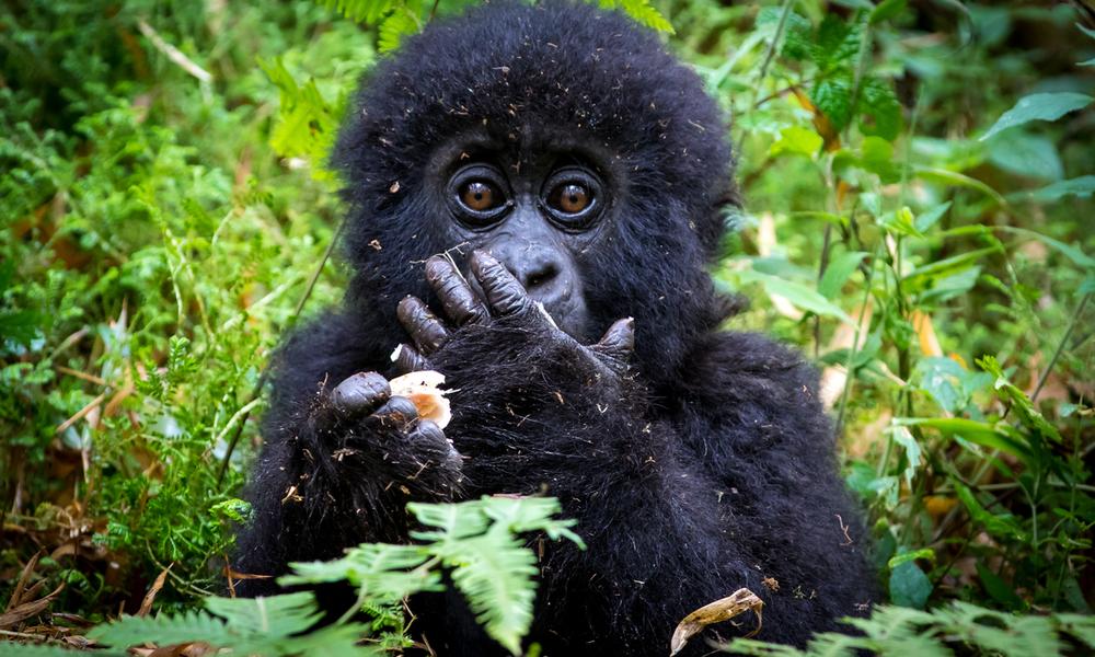 gorilla trekking safari in Uganda